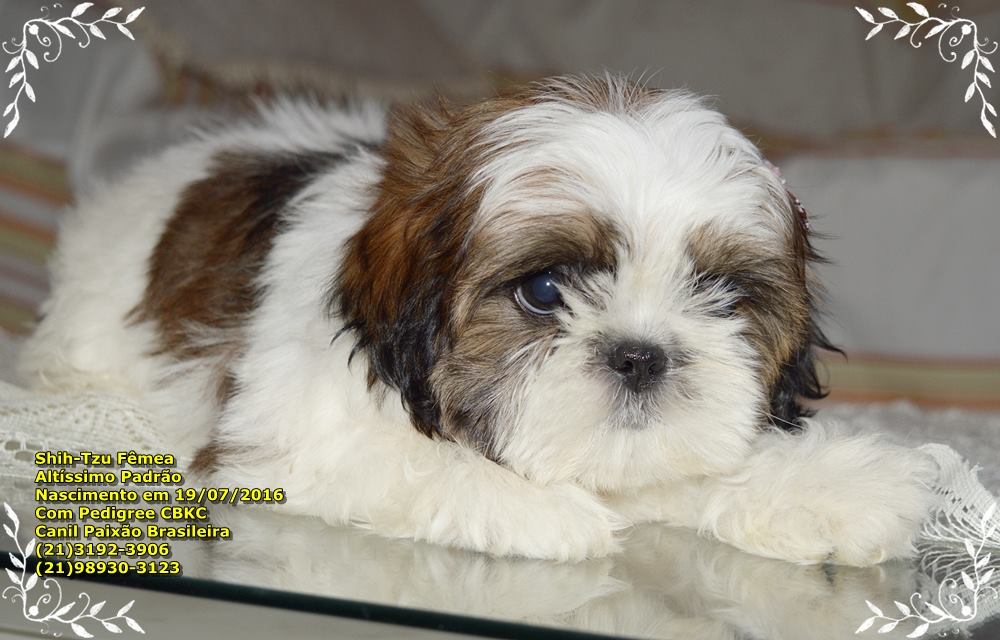 cachorro da raça shih tzu para vender